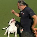 Jose Adiestrador Canino Profesional