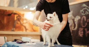 ¿Cuánto cuesta un servicio de peluquería canina? ¿Cuánto cuesta un servicio de peluquería canina?