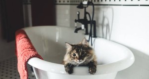 ¿Cuánto cuesta un servicio de peluquería felina? ¿Cuánto cuesta un servicio de peluquería felina?