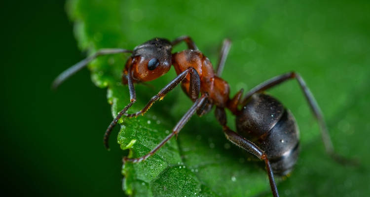 Quanto costa una disinfestazione da scarafaggi in una casa unifamiliare?