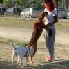 Presentación canina