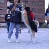 Adiestramiento Canino