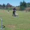 Adiestramiento Canino