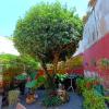 Projectes I Jardins El Cirerer